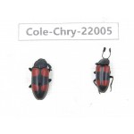 Chrysomelidae sp. China,  Tibet, Linzhi, Bomi county. 2Pcs. Cole-Chry-22005.