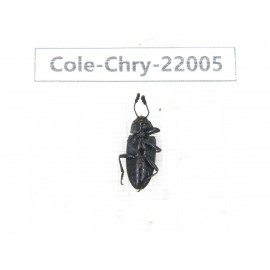 Chrysomelidae sp. China,  Tibet, Linzhi, Bomi county. 2Pcs. Cole-Chry-22005.