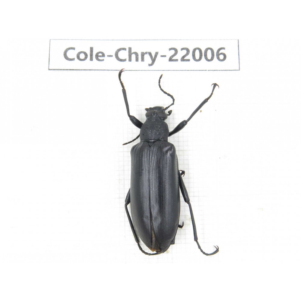 Chrysomelidae sp. China,  Tibet, Linzhi, Bomi county. 1Pcs. Cole-Chry-22006.