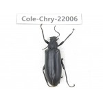 Chrysomelidae sp. China,  Tibet, Linzhi, Bomi county. 1Pcs. Cole-Chry-22006.