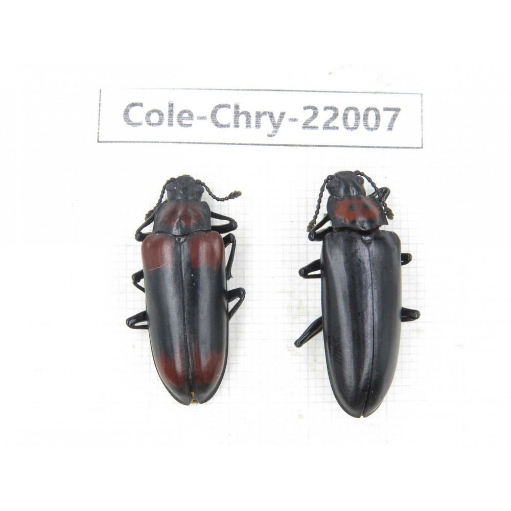 Chrysomelidae sp. China,  Tibet, Linzhi, Bomi county. 2Pcs. Cole-Chry-22007.