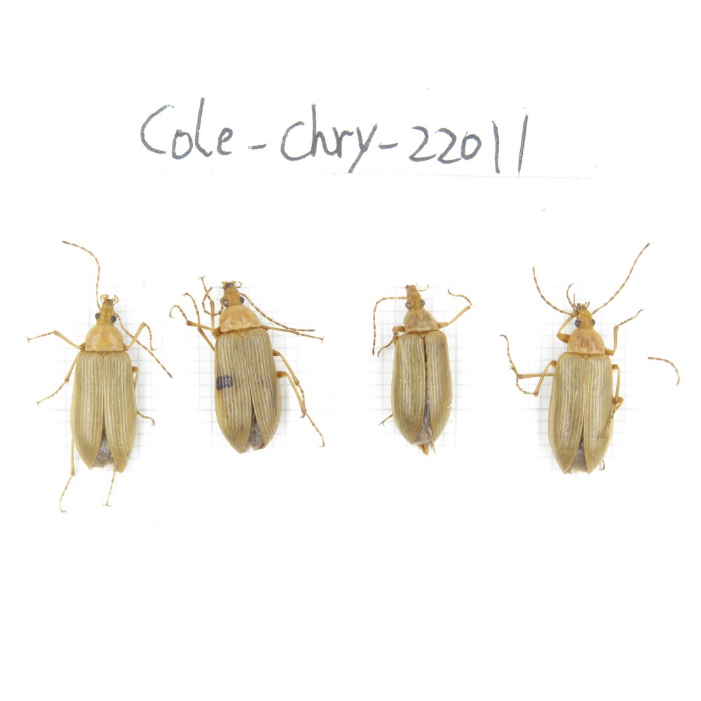 Chrysomelidae sp. China,  Tibet, Linzhi, Bomi county. 4Pcs. Cole-Chry-22011.