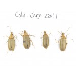 Chrysomelidae sp. China,  Tibet, Linzhi, Bomi county. 4Pcs. Cole-Chry-22011.