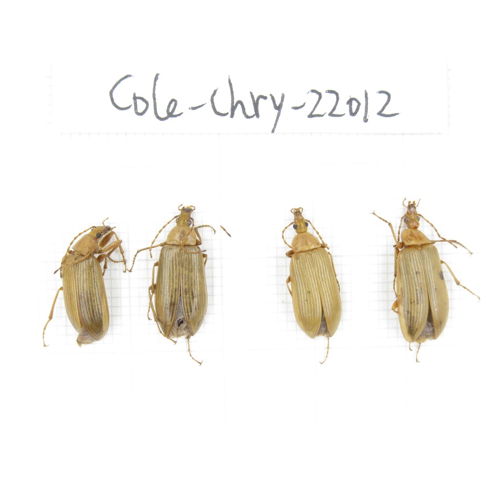 Chrysomelidae sp. China,  Tibet, Linzhi, Bomi county. 4Pcs. Cole-Chry-22012.