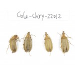 Chrysomelidae sp. China,  Tibet, Linzhi, Bomi county. 4Pcs. Cole-Chry-22012.