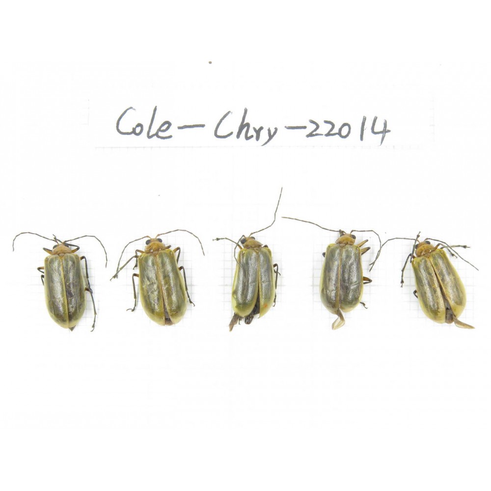 Chrysomelidae sp. China, Tibet, Xigaze, Dingjie county, Chentang. 5Pcs. Cole-Chry-22014.