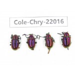 Chrysomelidae sp. China, Yunnan, Xiangerila, S of Weixi county. 4Pcs. Cole-Chry-22016.