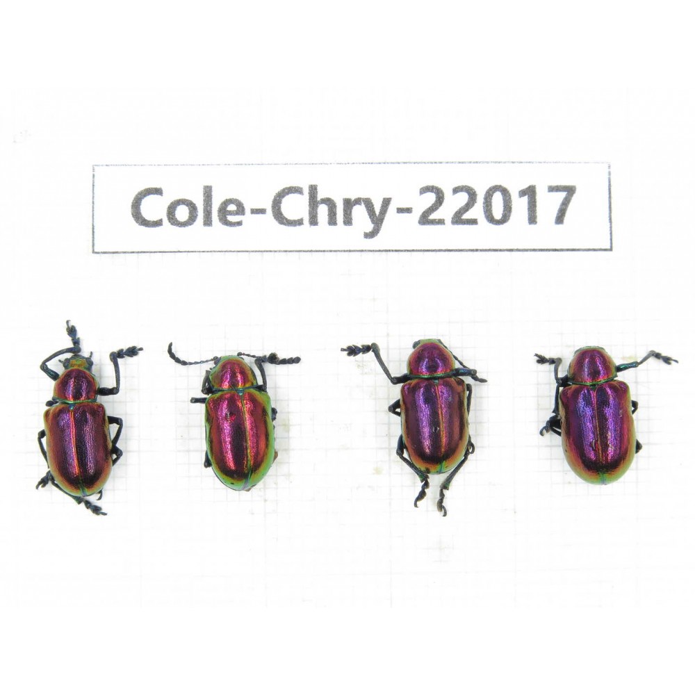 Chrysomelidae sp. China, Yunnan, Xiangerila, S of Weixi county. 4Pcs. Cole-Chry-22017.