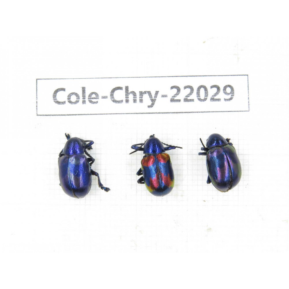 Chrysomelidae sp. China, Yunnan, Chuxiong, Shuangbai county. 3Pcs. Cole-Chry-22029.