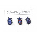 Chrysomelidae sp. China, Yunnan, Chuxiong, Shuangbai county. 3Pcs. Cole-Chry-22029.