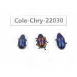 Chrysomelidae sp. China, Yunnan, Chuxiong, Shuangbai county. 3Pcs. Cole-Chry-22030.