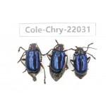 Chrysomelidae sp. China, Yunnan, Baoshan, Tengchong. 3Pcs. Cole-Chry-22031.