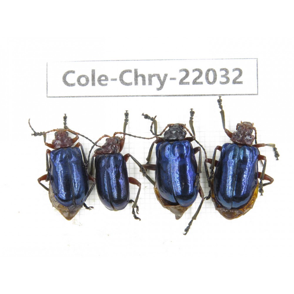 Chrysomelidae sp. China, Yunnan, Baoshan, Tengchong. 4Pcs. Cole-Chry-22032.