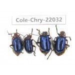 Chrysomelidae sp. China, Yunnan, Baoshan, Tengchong. 4Pcs. Cole-Chry-22032.