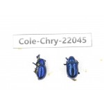 Chrysomelidae sp. China, Yunnan, Dehong, Longchuan. 2Pcs. Cole-Chry-22045.