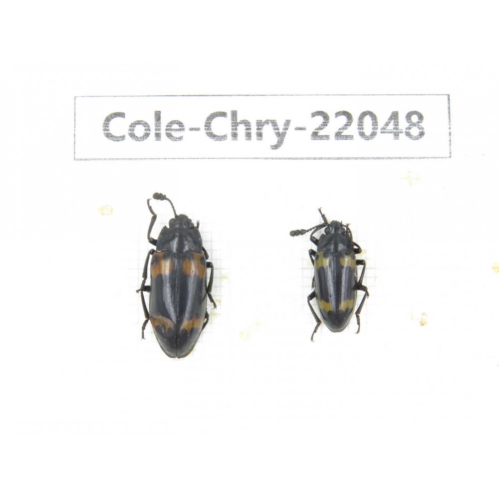 Chrysomelidae sp. China, Yunnan, Dehong, Longchuan. 2Pcs. Cole-Chry-22048.