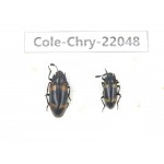 Chrysomelidae sp. China, Yunnan, Dehong, Longchuan. 2Pcs. Cole-Chry-22048.
