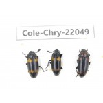 Chrysomelidae sp. China, Yunnan, Dehong, Longchuan. 3Pcs. Cole-Chry-22049.