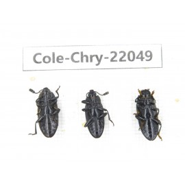 Chrysomelidae sp. China, Yunnan, Dehong, Longchuan. 3Pcs. Cole-Chry-22049.