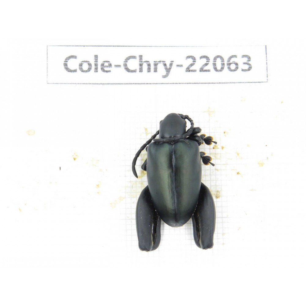Chrysomelidae sp. China, Yunnan, Dehong, Longchuan. 1Pcs. Cole-Chry-22063.