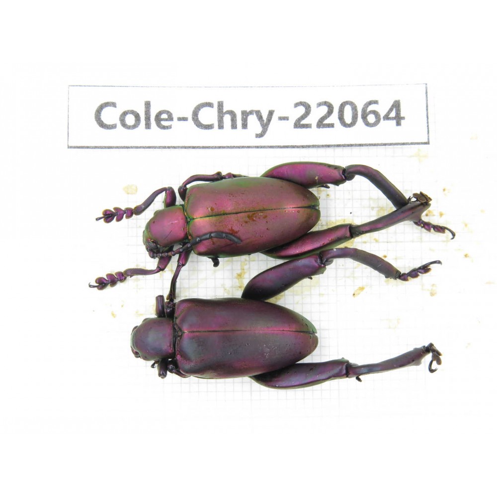 Chrysomelidae sp. China, Yunnan, Dehong, Longchuan. 2Pcs. Cole-Chry-22064.