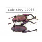 Chrysomelidae sp. China, Yunnan, Dehong, Longchuan. 2Pcs. Cole-Chry-22064.