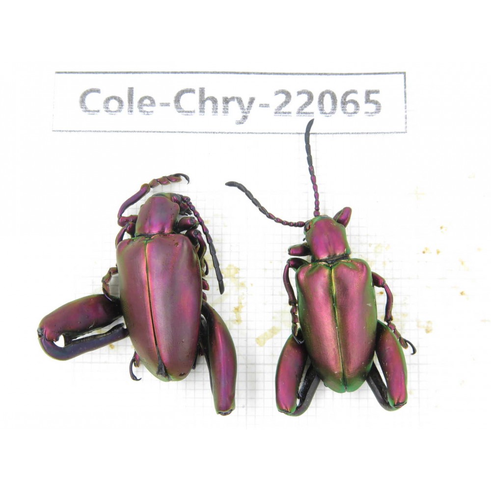 Chrysomelidae sp. China, Yunnan, Dehong, Longchuan. 2Pcs. Cole-Chry-22065.