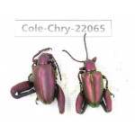 Chrysomelidae sp. China, Yunnan, Dehong, Longchuan. 2Pcs. Cole-Chry-22065.