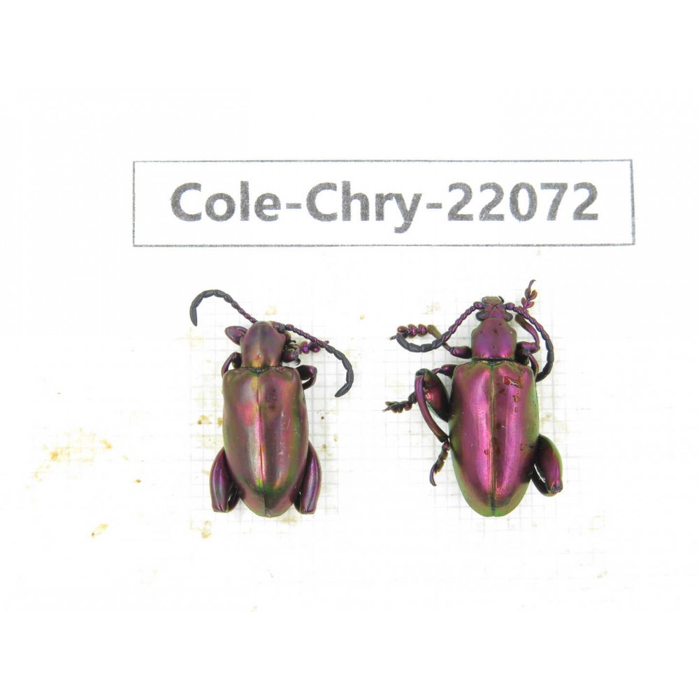 Chrysomelidae sp. China, Yunnan, Dehong, Longchuan. 2Pcs. Cole-Chry-22072.