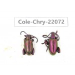 Chrysomelidae sp. China, Yunnan, Dehong, Longchuan. 2Pcs. Cole-Chry-22072.