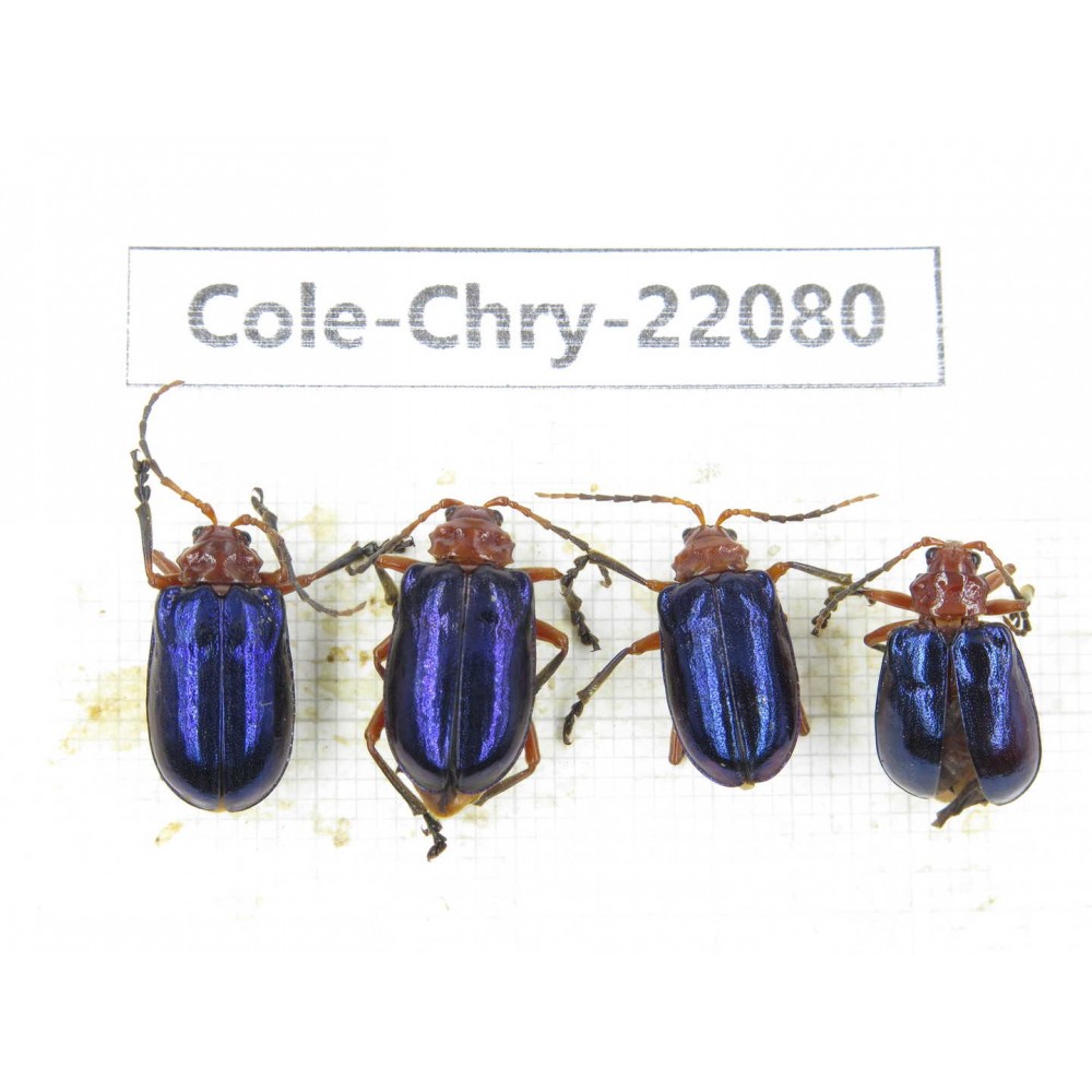 Chrysomelidae sp. China, Yunnan, Dali, N of Mt.Cangshan. 4Pcs. Cole-Chry-22080.