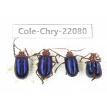 Chrysomelidae sp. China, Yunnan, Dali, N of Mt.Cangshan. 4Pcs. Cole-Chry-22080.