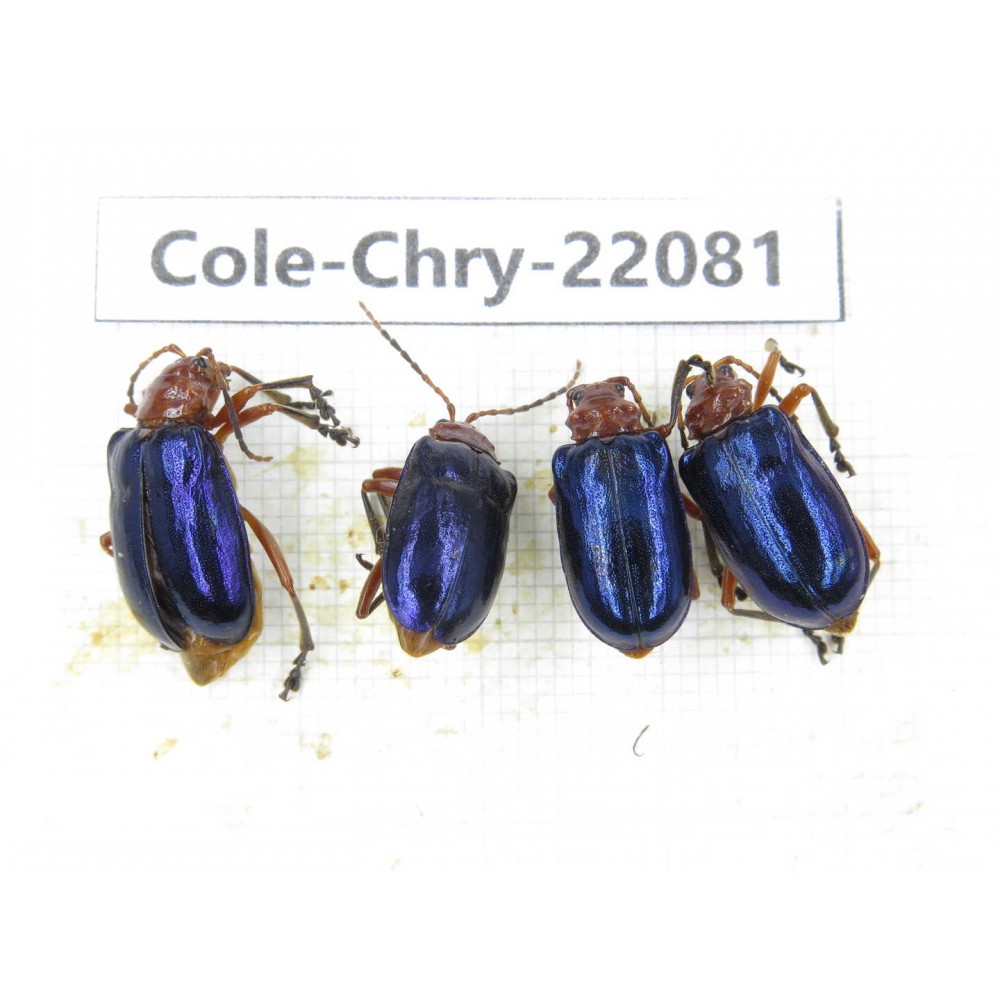 Chrysomelidae sp. China, Yunnan, Dali, N of Mt.Cangshan. 4Pcs. Cole-Chry-22081.