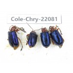 Chrysomelidae sp. China, Yunnan, Dali, N of Mt.Cangshan. 4Pcs. Cole-Chry-22081.
