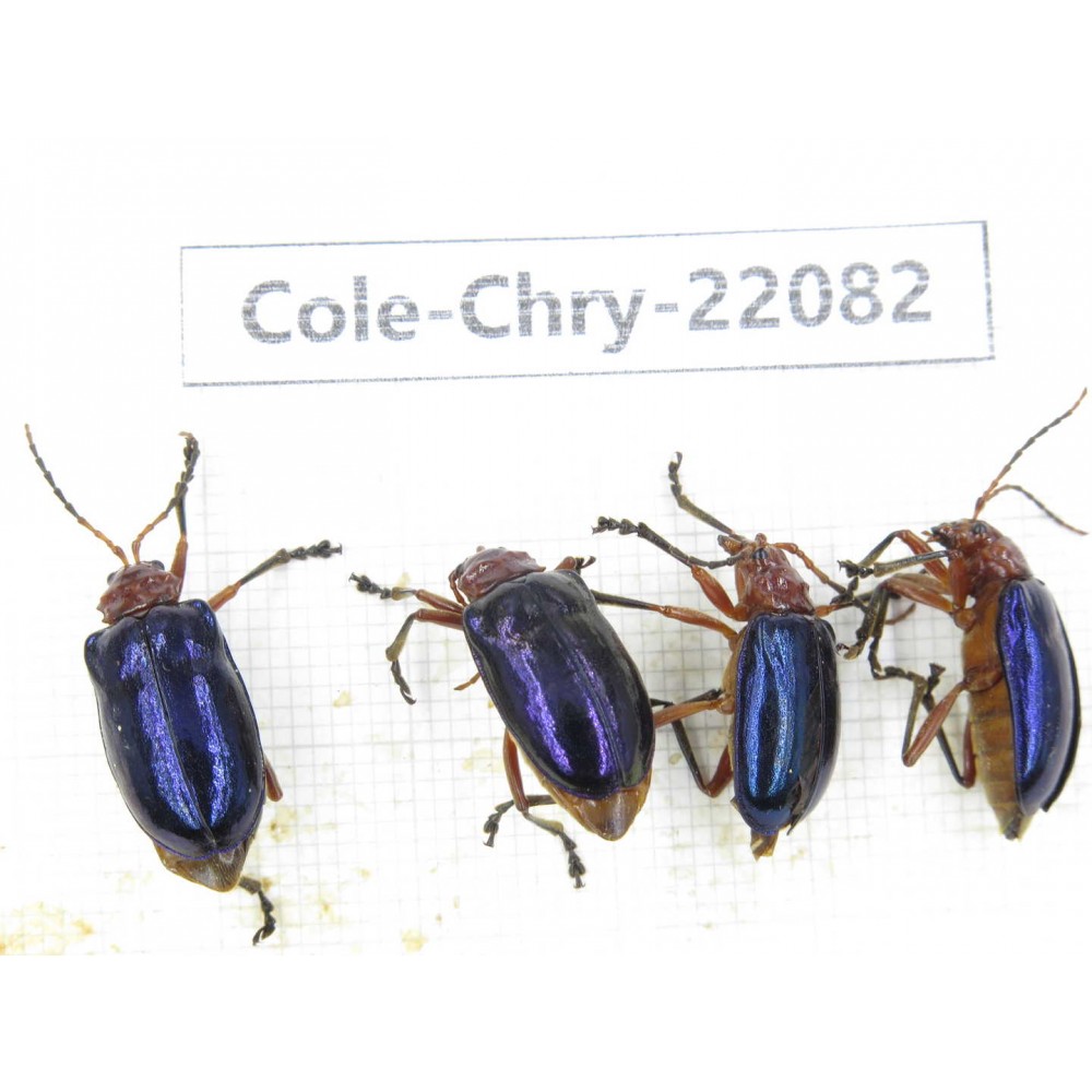 Chrysomelidae sp. China, Yunnan, Dali, N of Mt.Cangshan. 4Pcs. Cole-Chry-22082.