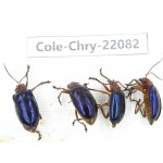 Chrysomelidae sp. China, Yunnan, Dali, N of Mt.Cangshan. 4Pcs. Cole-Chry-22082.