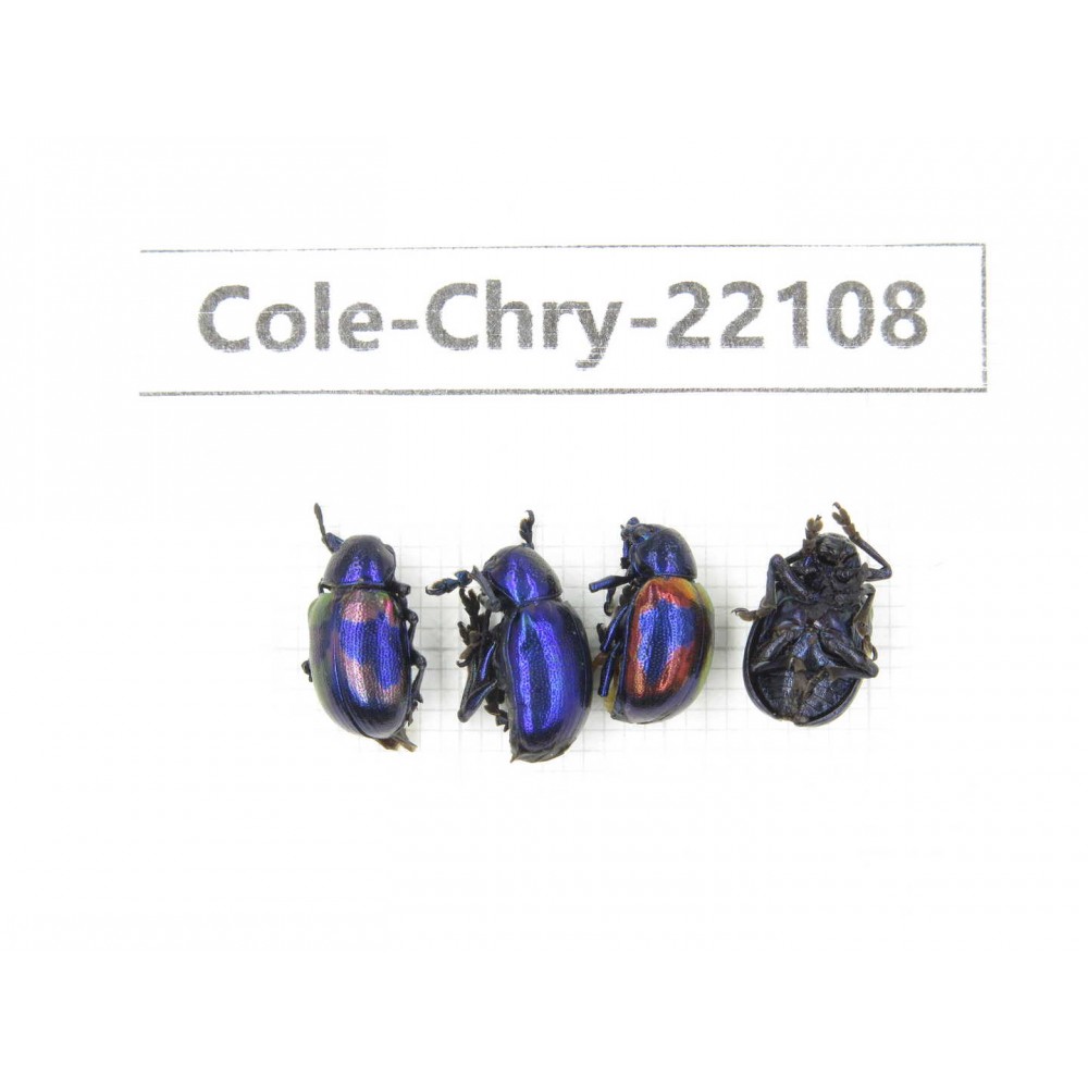 Chrysomelidae sp. China, Yunnan, Chuxiong, Shuangbai county. 4Pcs. Cole-Chry-22108.