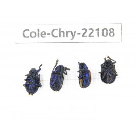 Chrysomelidae sp. China, Yunnan, Chuxiong, Shuangbai county. 4Pcs. Cole-Chry-22108.