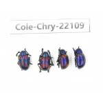 Chrysomelidae sp. China, Yunnan, Chuxiong, Shuangbai county. 4Pcs. Cole-Chry-22109.
