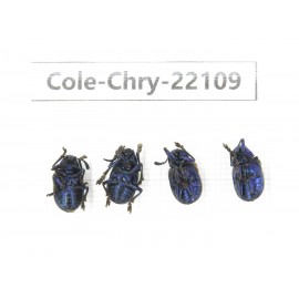 Chrysomelidae sp. China, Yunnan, Chuxiong, Shuangbai county. 4Pcs. Cole-Chry-22109.