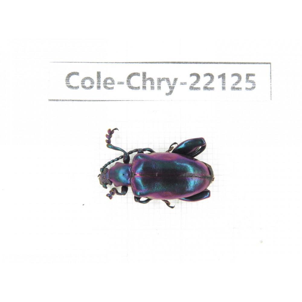 Chrysomelidae sp. China, Guizhou, Qiandongnan, Mt.Leigongshan. 1Pcs. Cole-Chry-22125.