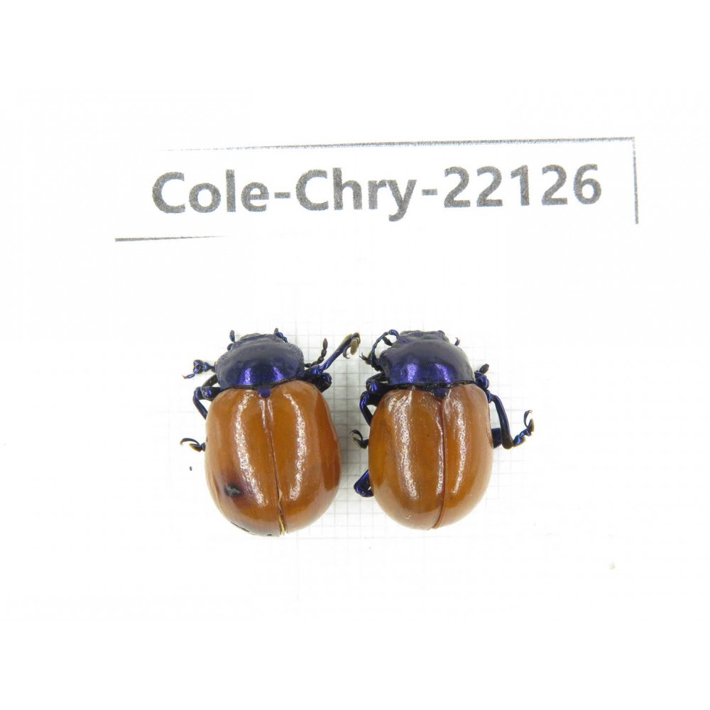 Chrysomelidae sp. China, Guizhou, Qiandongnan, Mt.Leigongshan. 2Pcs. Cole-Chry-22126.