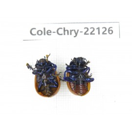 Chrysomelidae sp. China, Guizhou, Qiandongnan, Mt.Leigongshan. 2Pcs. Cole-Chry-22126.