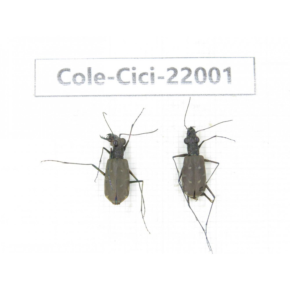 Cicindelidae sp. China, Yunnan, Nujiang, N of Mt.Biluoxueshan. 2Pcs.Cole-Cici-22001.