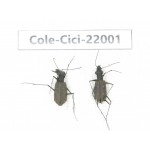 Cicindelidae sp. China, Yunnan, Nujiang, N of Mt.Biluoxueshan. 2Pcs.Cole-Cici-22001.