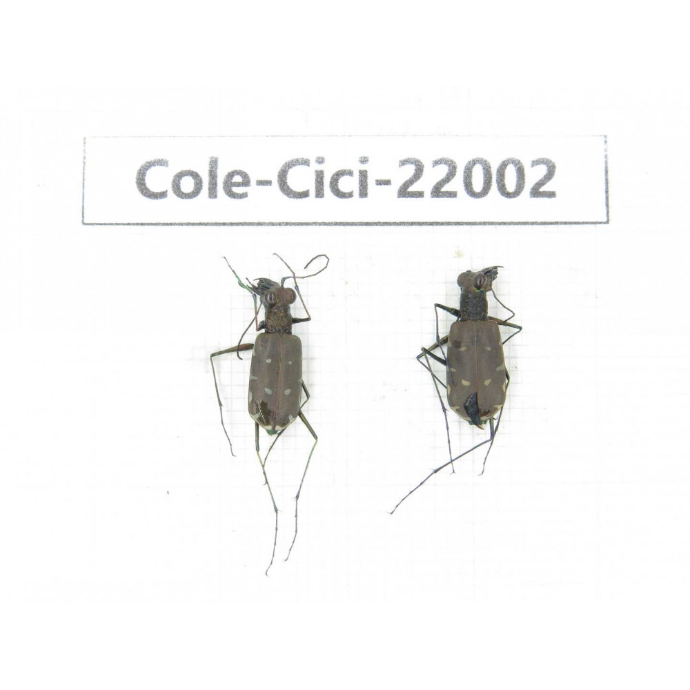 Cicindelidae sp. China, Yunnan, Nujiang, N of Mt.Biluoxueshan. 2Pcs.Cole-Cici-22002.