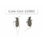 Cicindelidae sp. China, Yunnan, Nujiang, N of Mt.Biluoxueshan. 2Pcs.Cole-Cici-22002.