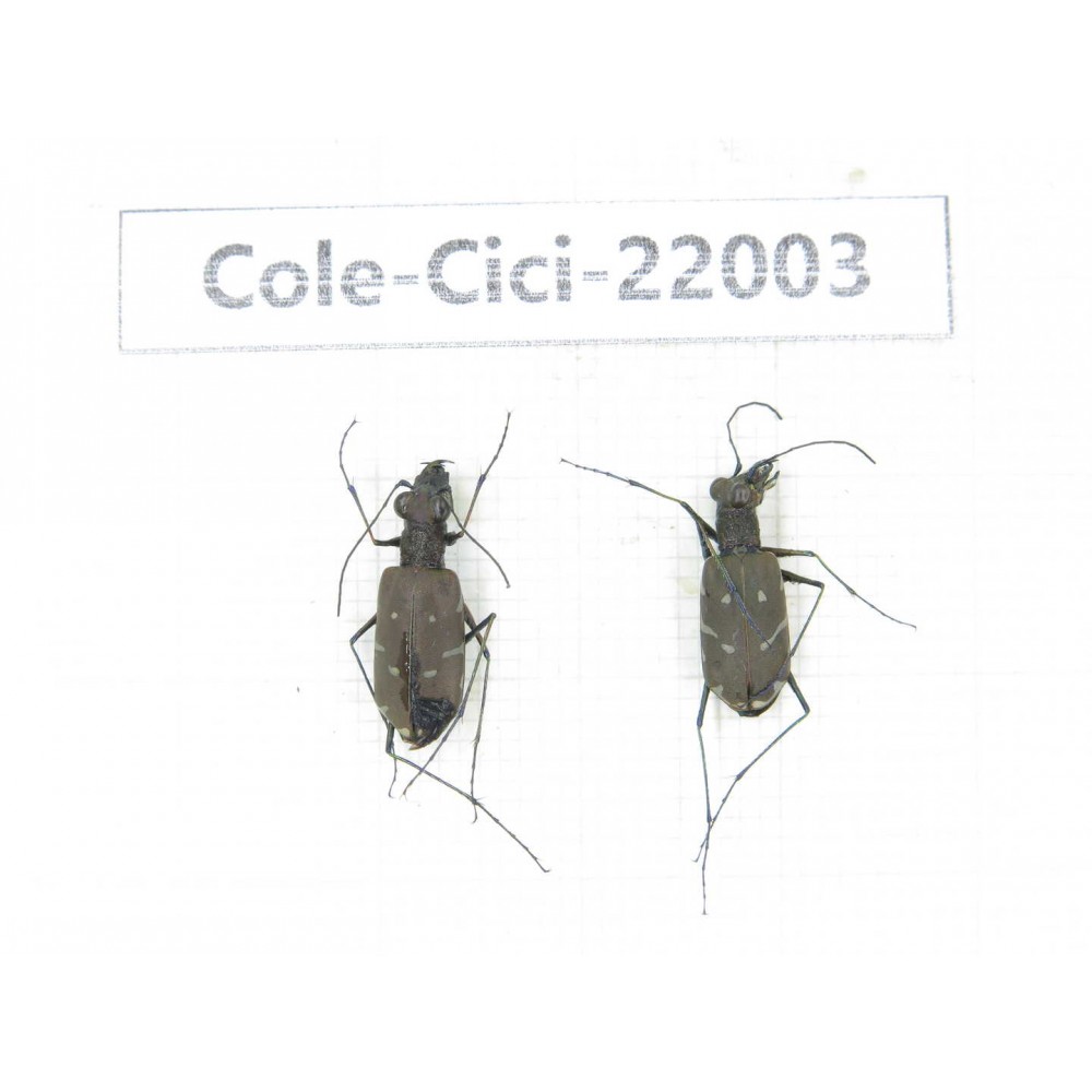 Cicindelidae sp. China, Yunnan, Nujiang, N of Mt.Biluoxueshan. 2Pcs.Cole-Cici-22003.