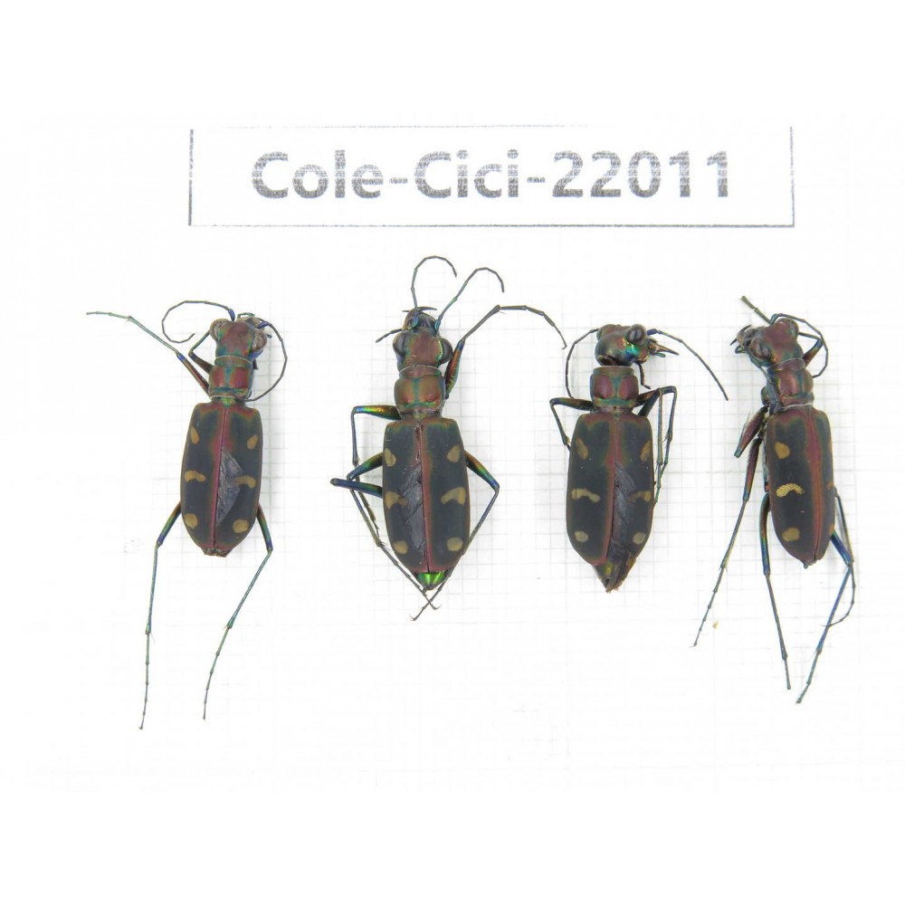 Cicindelidae sp. China, Tibet, Linzhi, Bomi county. 4Pcs.Cole-Cici-22011.