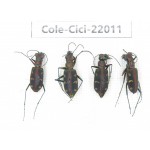 Cicindelidae sp. China, Tibet, Linzhi, Bomi county. 4Pcs.Cole-Cici-22011.